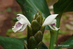 Zingiber anamalayanum